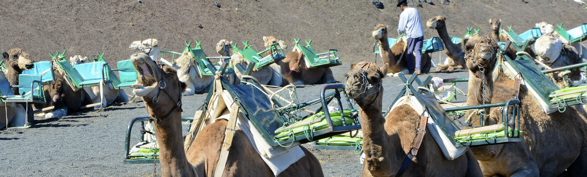 Kamele in Arrecife, Spanien