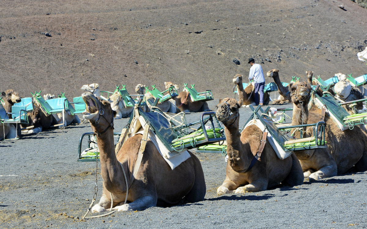 Kamele in Arrecife, Spanien
