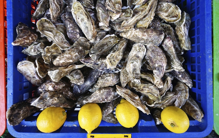 Frische Austern