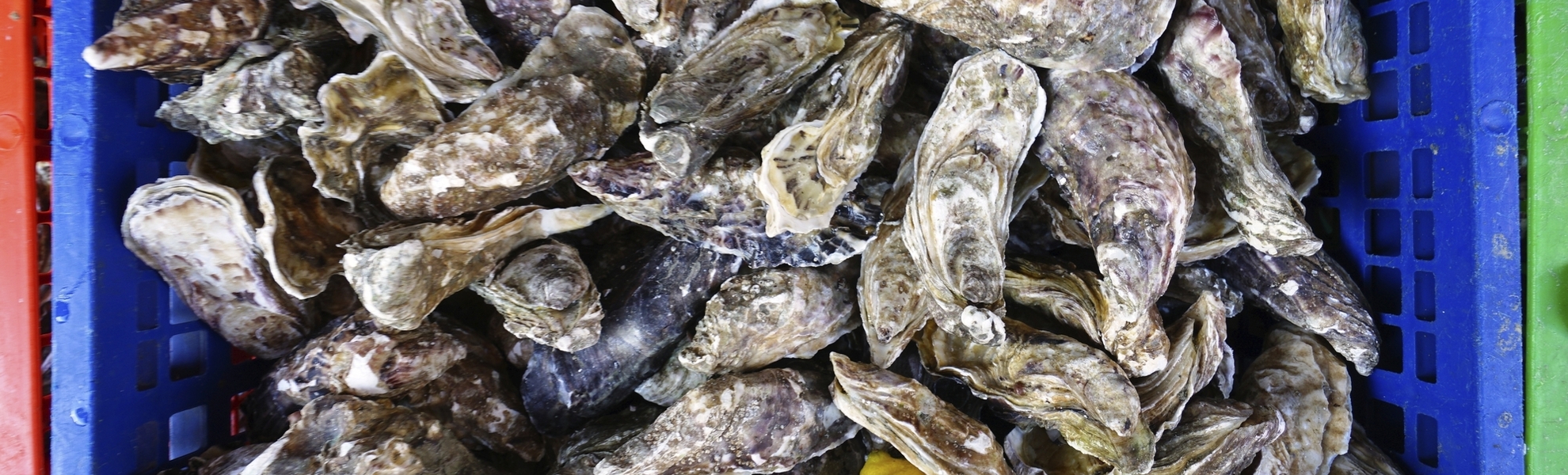 Frische Austern