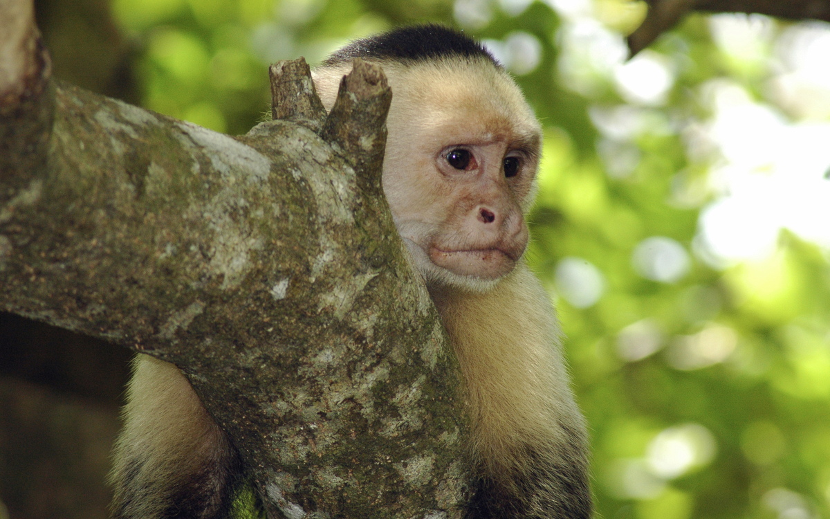 Weißkopf-Kapuzineraffe im Tropenwald