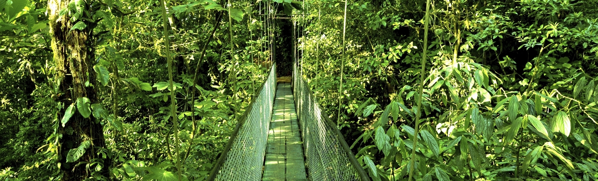 Hängebrücke durch den Regenwald