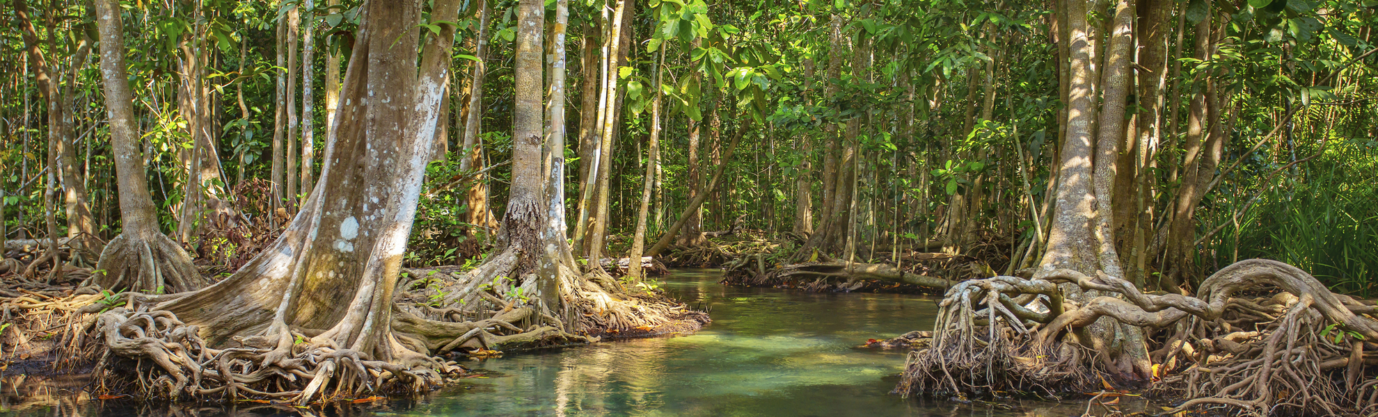 Mangroven im Tropenwald