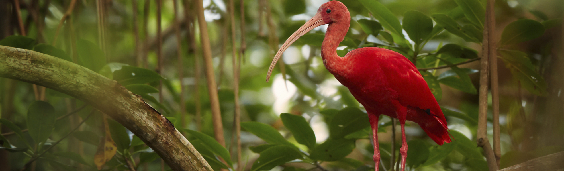 Roter Ibis im Regenwald