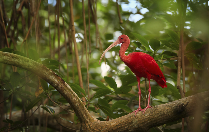 Roter Ibis im Regenwald