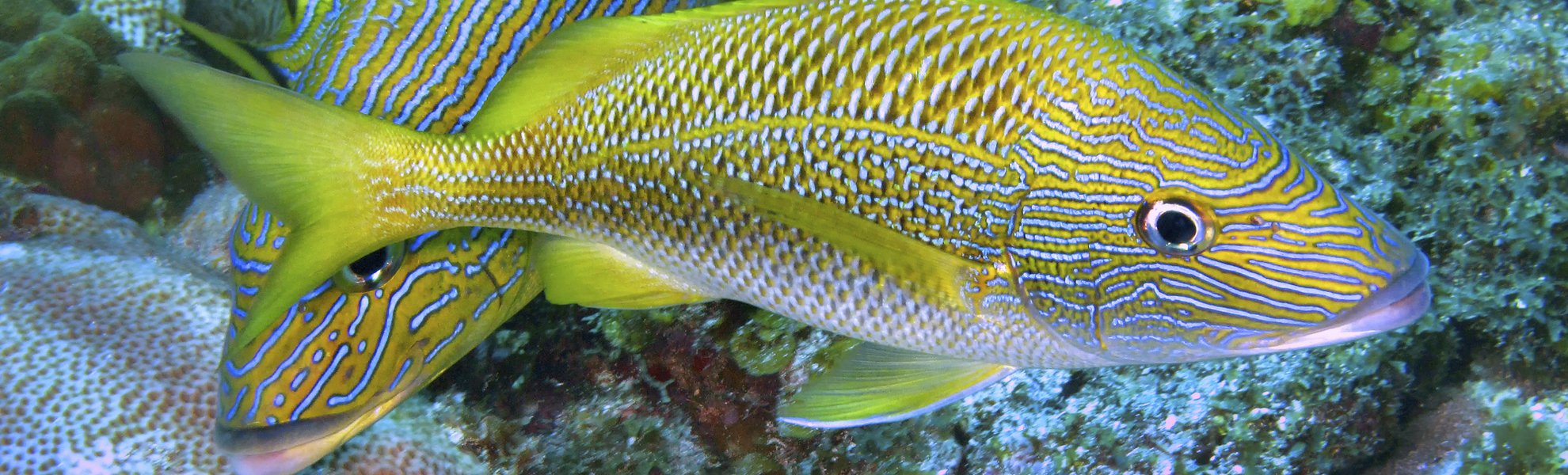 U-Boot Ausflug, Atlantis Submarine