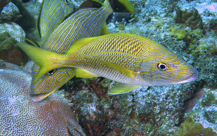 U-Boot Ausflug, Atlantis Submarine