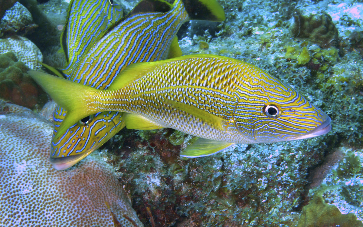 U-Boot Ausflug, Atlantis Submarine