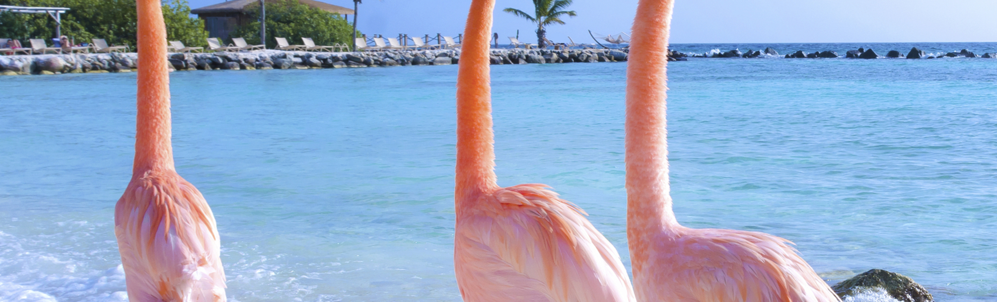 Aruba, Flamingos