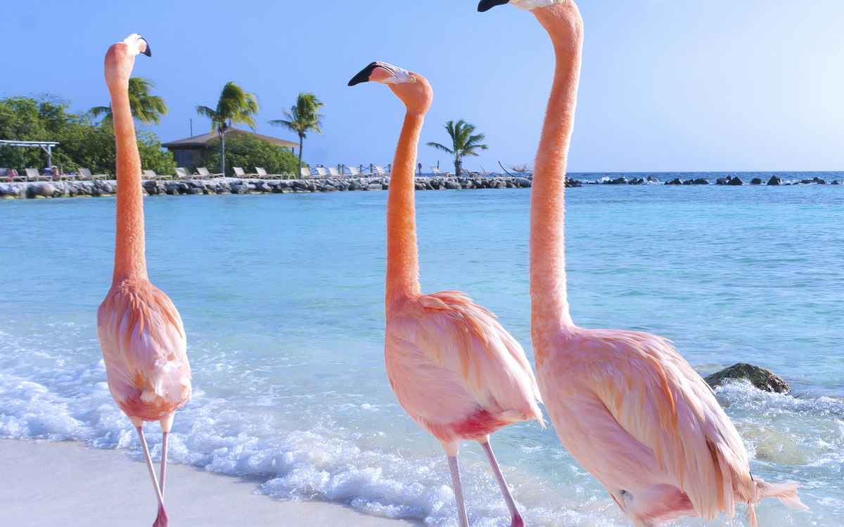Aruba, Flamingos