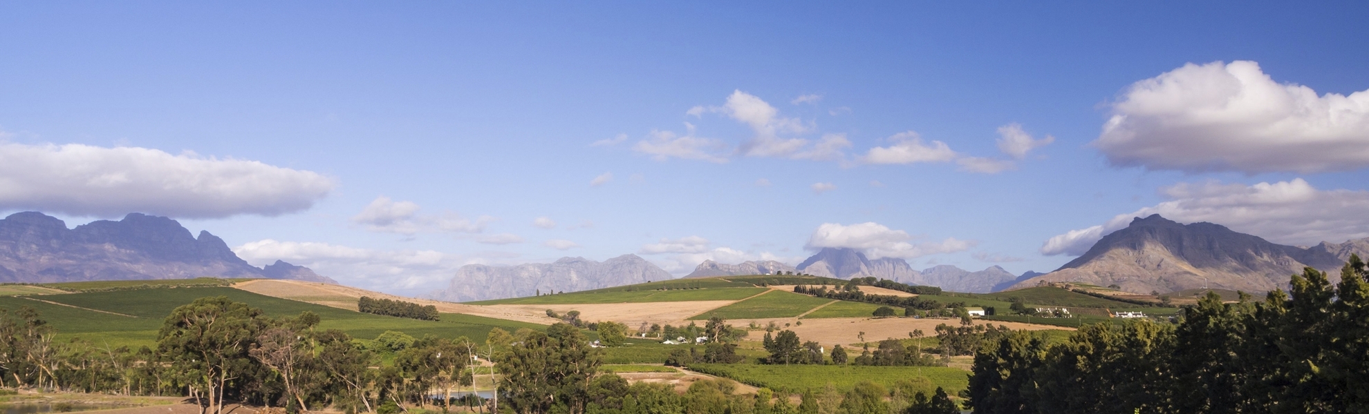 Weinanbau in Stellenbosch, Südafrika