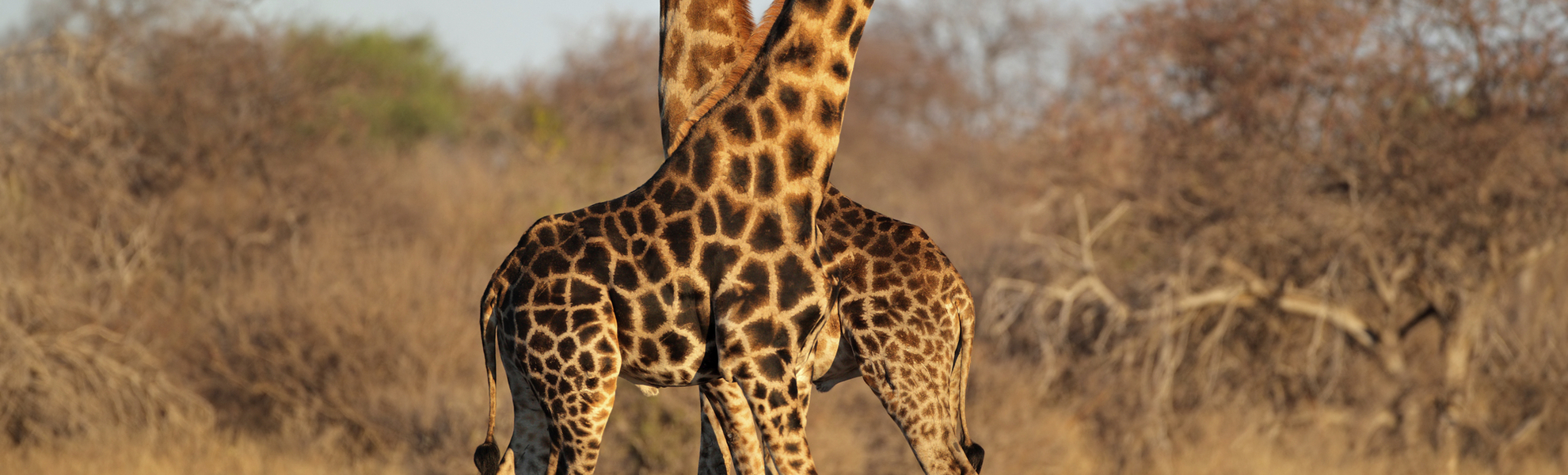 Giraffen im Etosha Nationalpark, Namibia