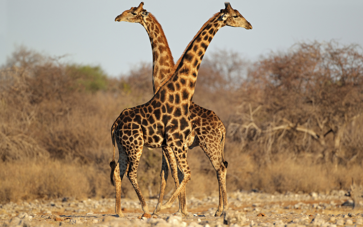 Giraffen im Etosha Nationalpark, Namibia