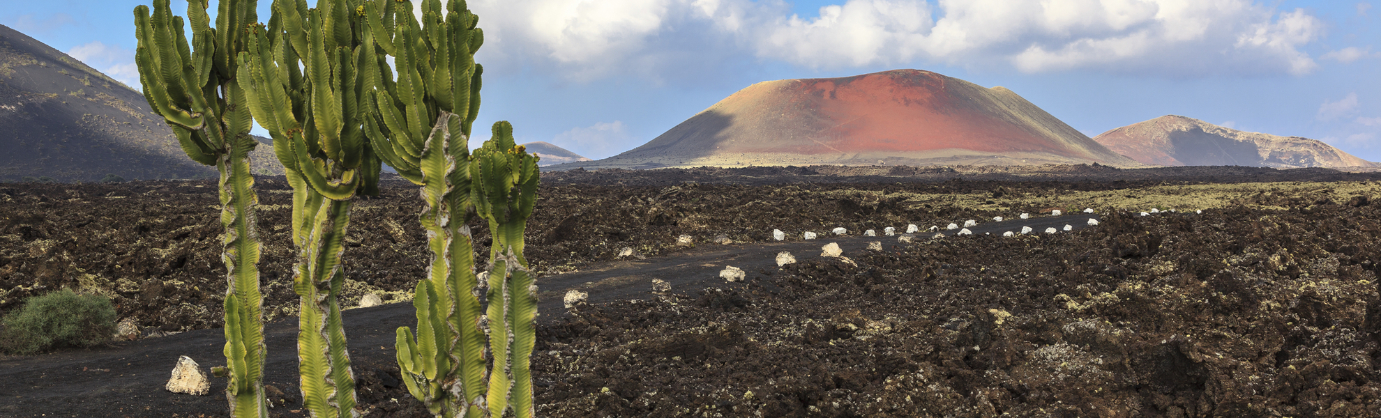Kakteen im Feuerland auf Lanzarote, Spanien