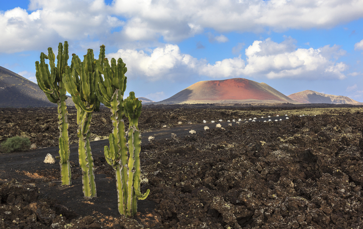 Kakteen im Feuerland auf Lanzarote, Spanien