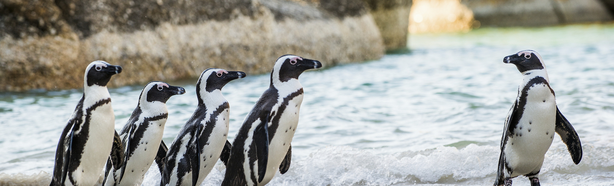 Pinguine am Boulders Beach, Südafrika