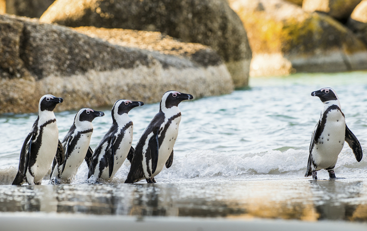 Pinguine am Boulders Beach, Südafrika