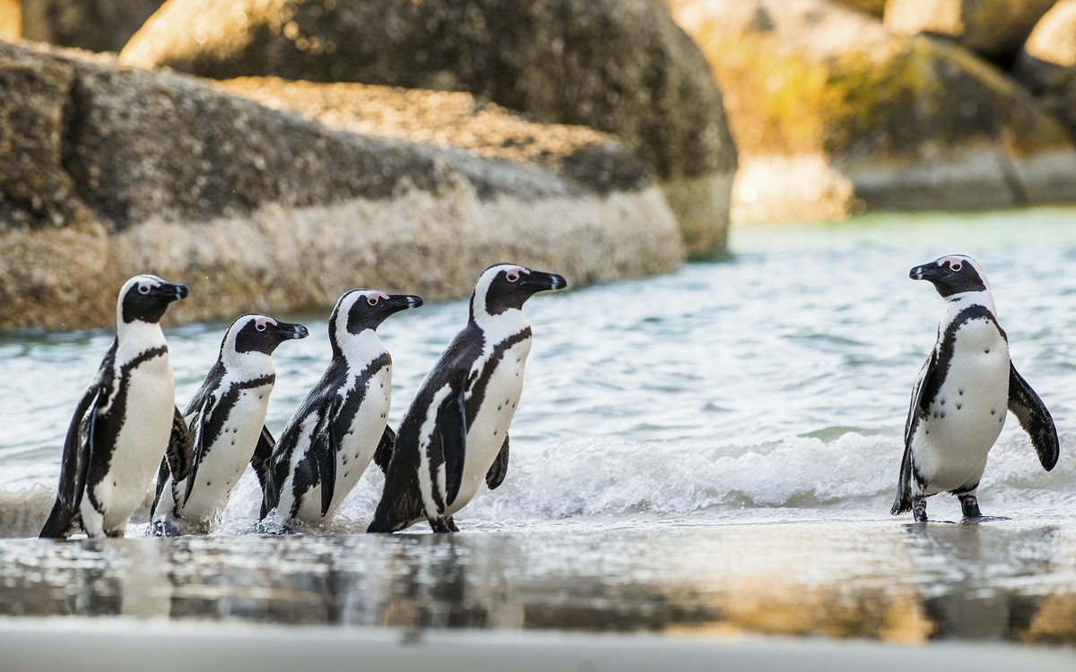 Pinguine am Boulders Beach, Südafrika