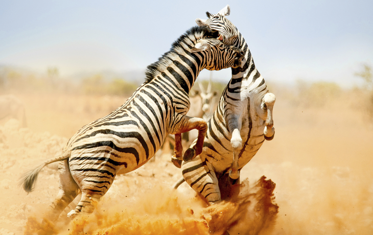 Zebras beim Kampf