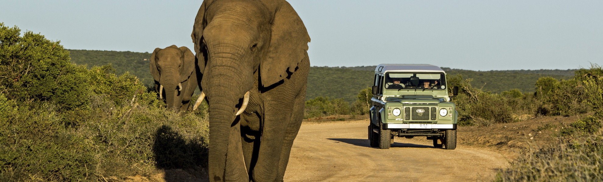 Addo-Elefanten-Nationalpark, Suedafrika