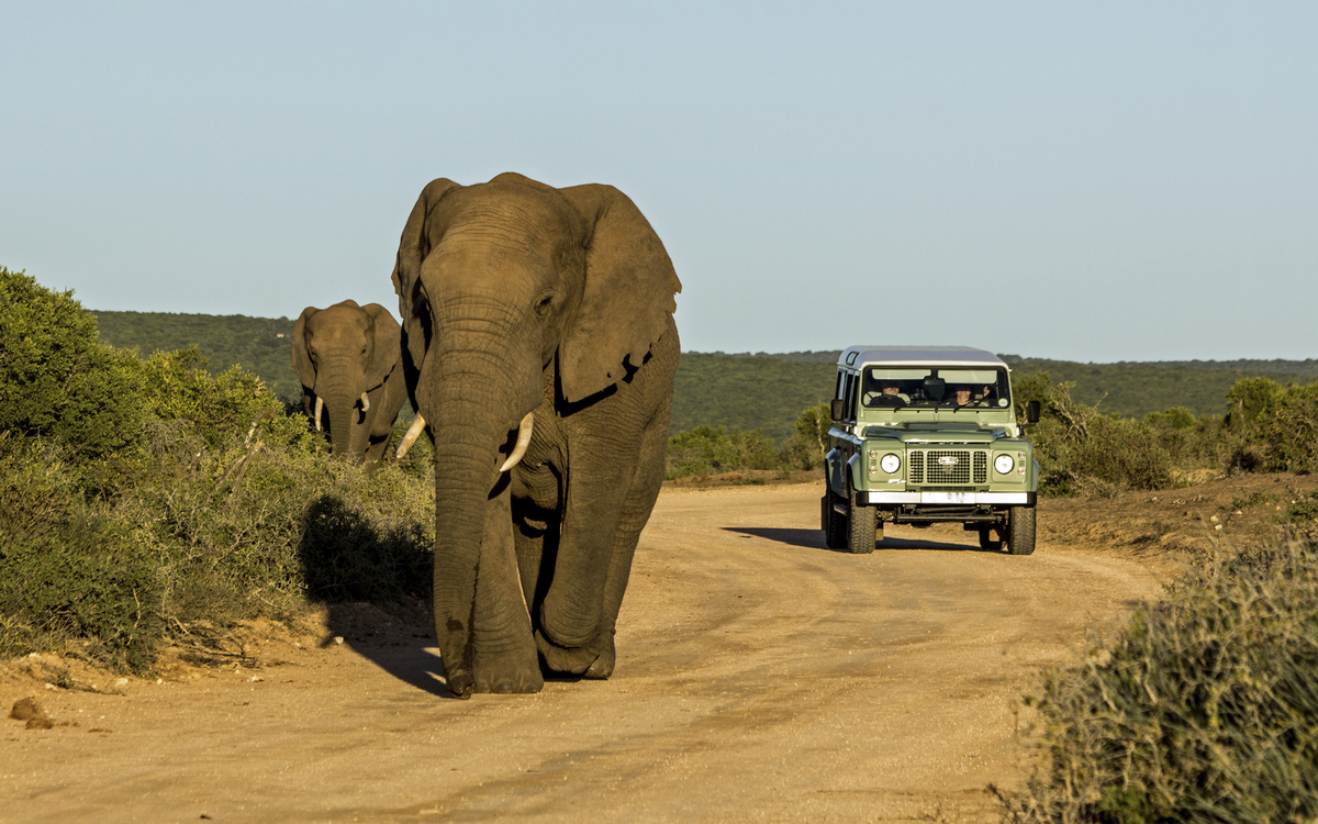 Addo-Elefanten-Nationalpark, Suedafrika