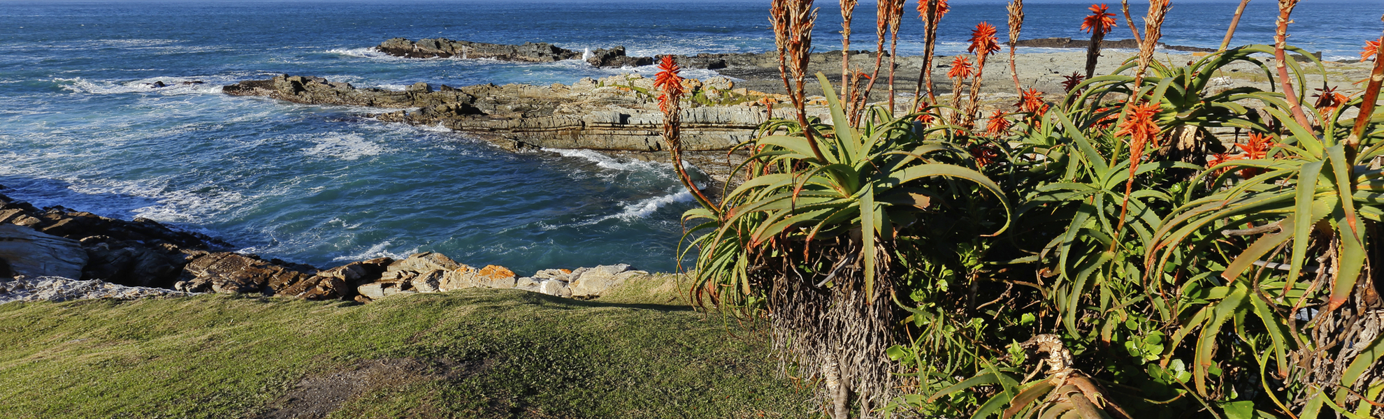 Aloe-Vera Blüten im Garden-Route-Nationalpark, Südafrika