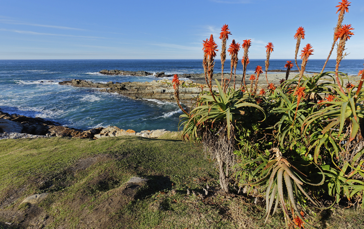Aloe-Vera Blüten im Garden-Route-Nationalpark, Südafrika
