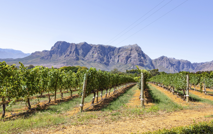 Weinregion Stellenbosch