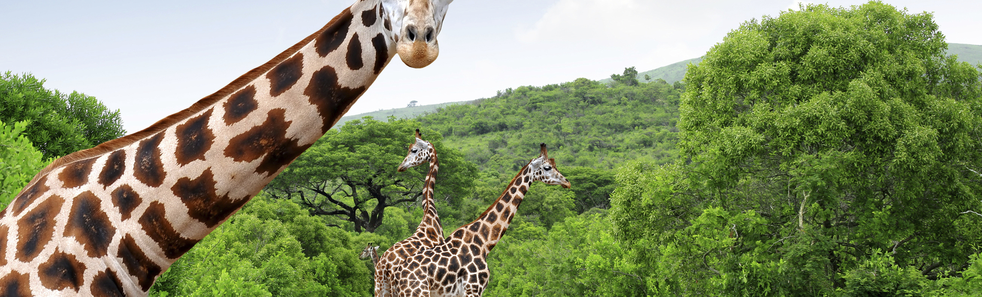 Krüger Nationalpark