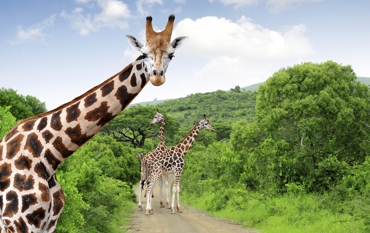 Krüger Nationalpark