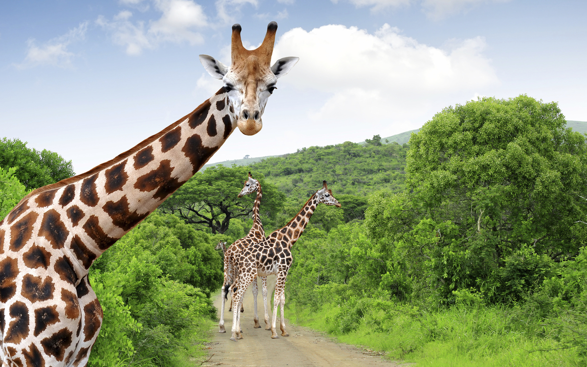 Krüger Nationalpark