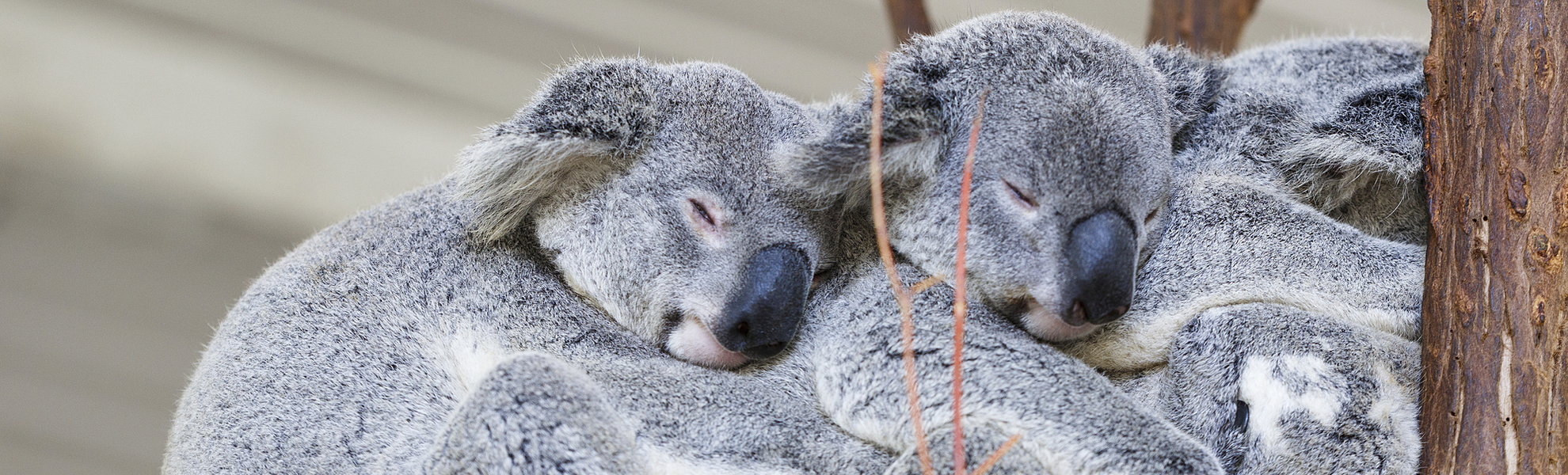 Lone Pine Koala-Schutzgebiet