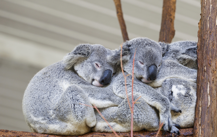 Lone Pine Koala-Schutzgebiet