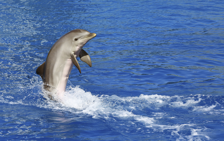 Springender Delfin