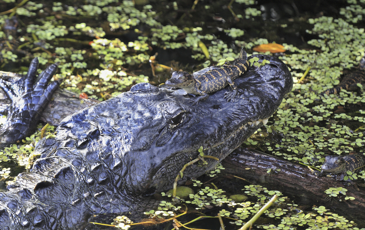 Everglades Nationalpark in Florida, USA
