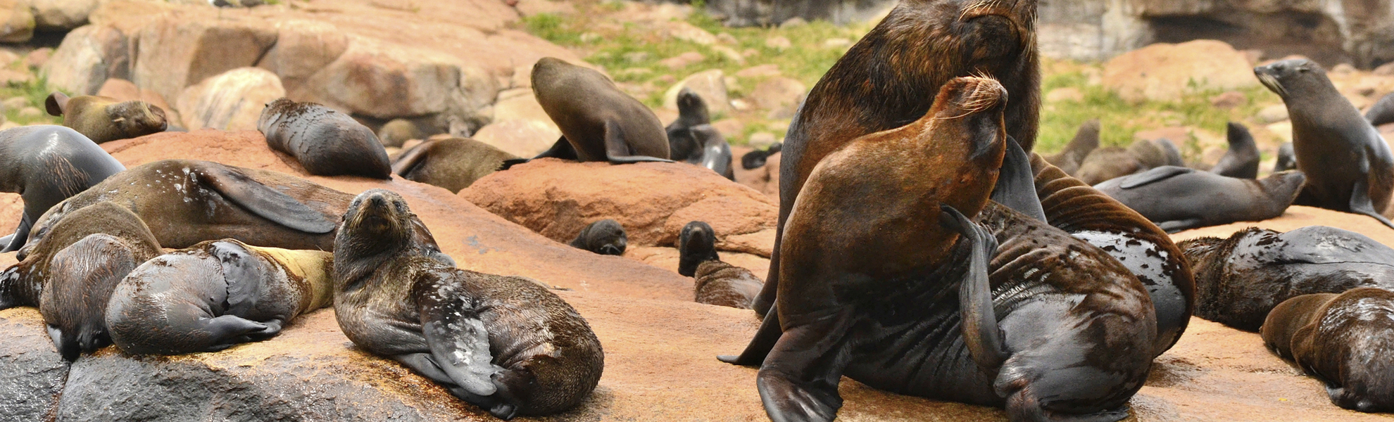 Seelöwen in Punta del Este, Uruguay
