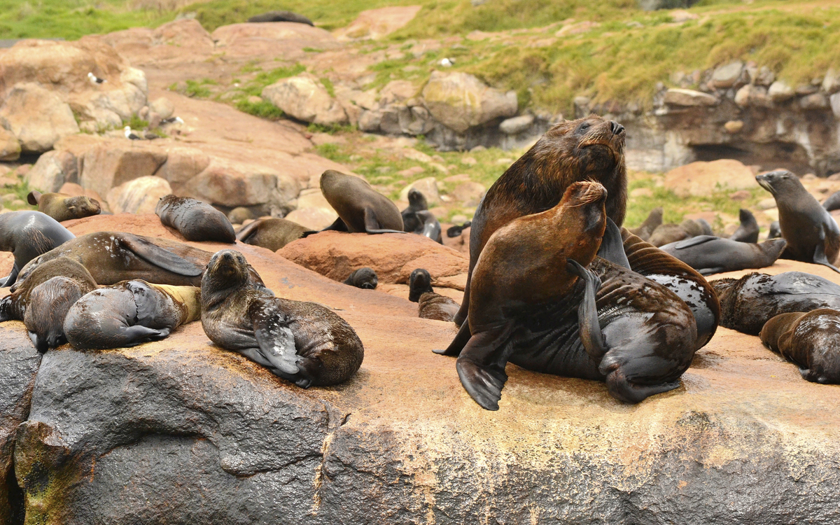 Seelöwen in Punta del Este, Uruguay