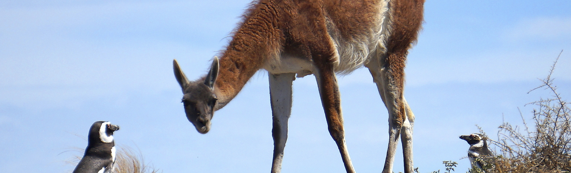 Pinguinkolonie, Punta Tombo