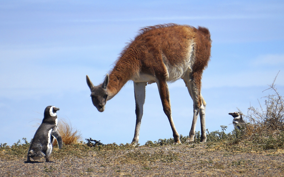 Pinguinkolonie, Punta Tombo