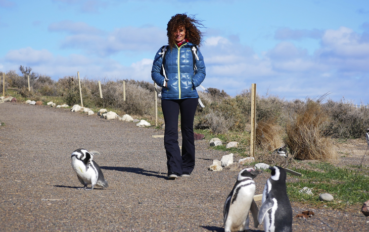 Pinguinkolonie, Punta Tombo