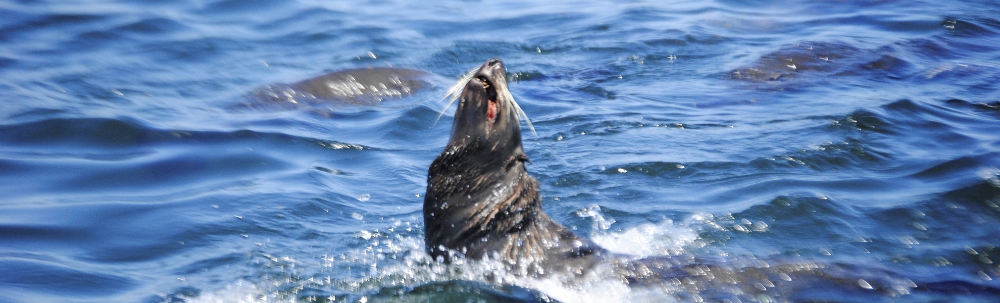 Punta del Este, Seelöwen Insel
