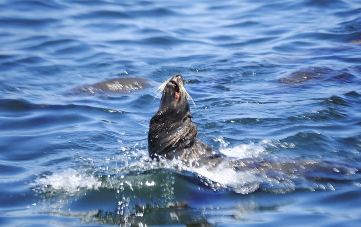 Punta del Este, Seelöwen Insel