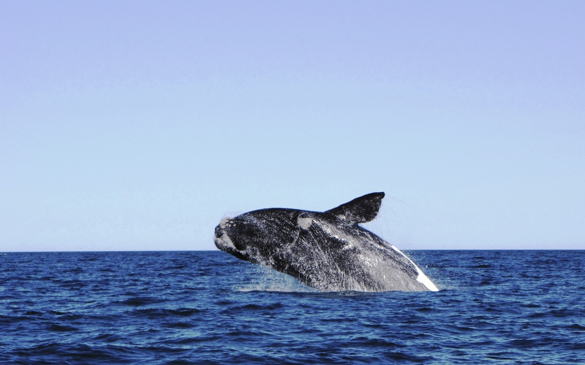 Buckelwal in seinem natürlichen Lebensraum