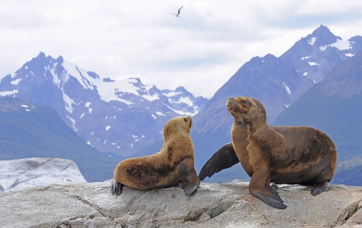 Seelöwen spielen auf einem Felsen im Beaglekanal, Argentinien