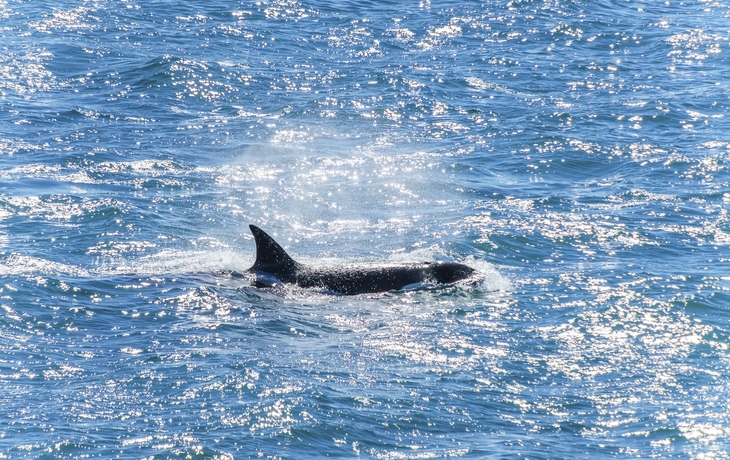 Wale vor Puerto Madryn