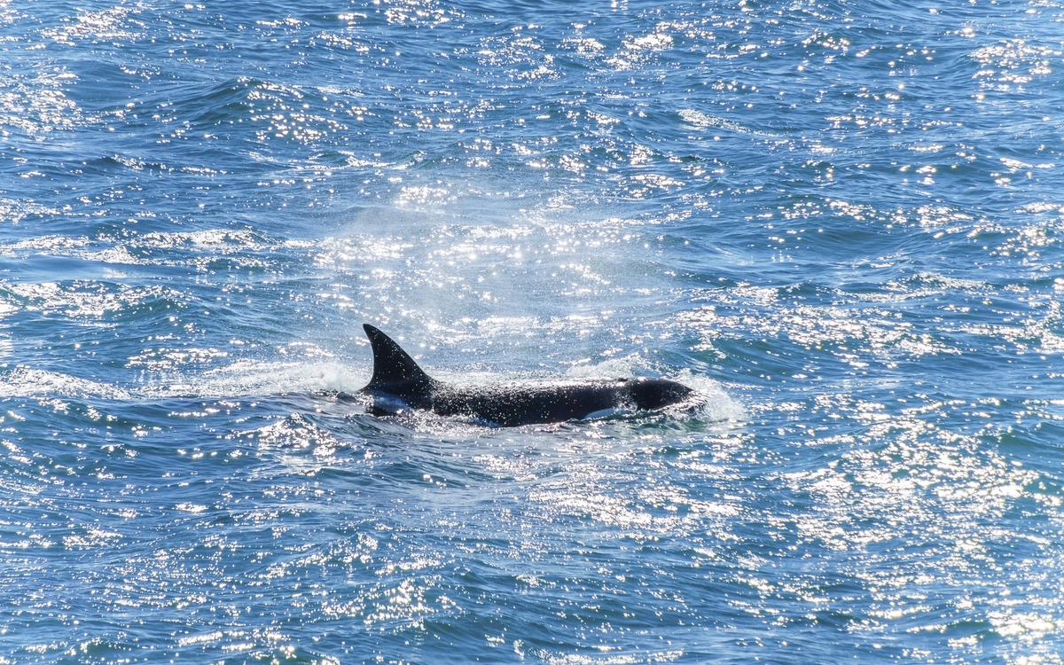 Wale vor Puerto Madryn