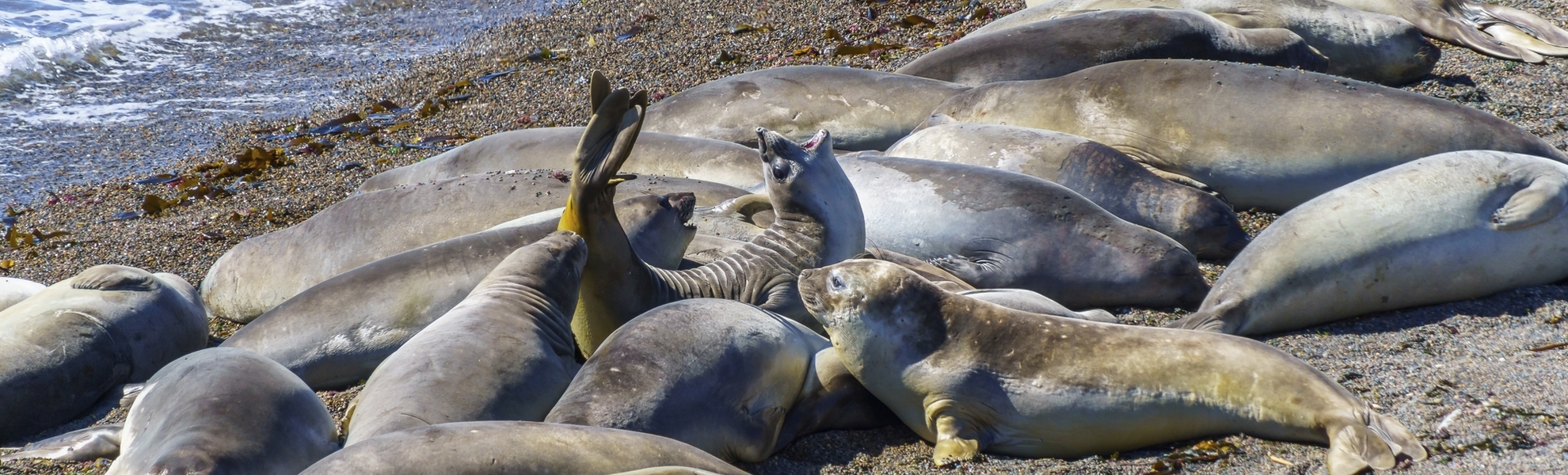 Robben in Puerto Madryn