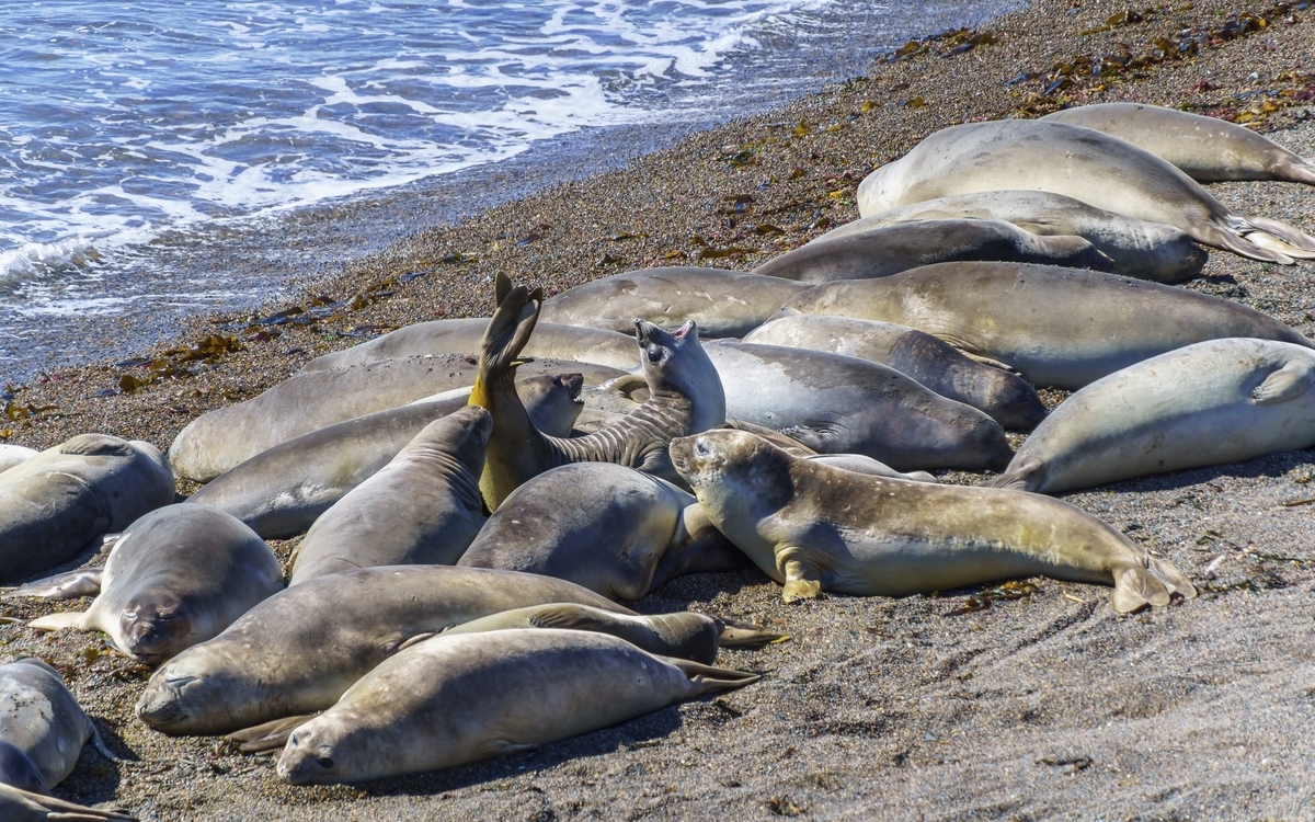 Robben in Puerto Madryn