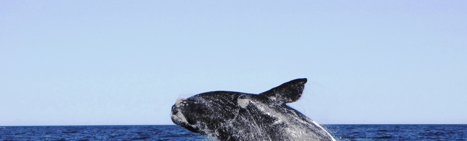 Buckelwal in seinem natürlichen Lebensraum