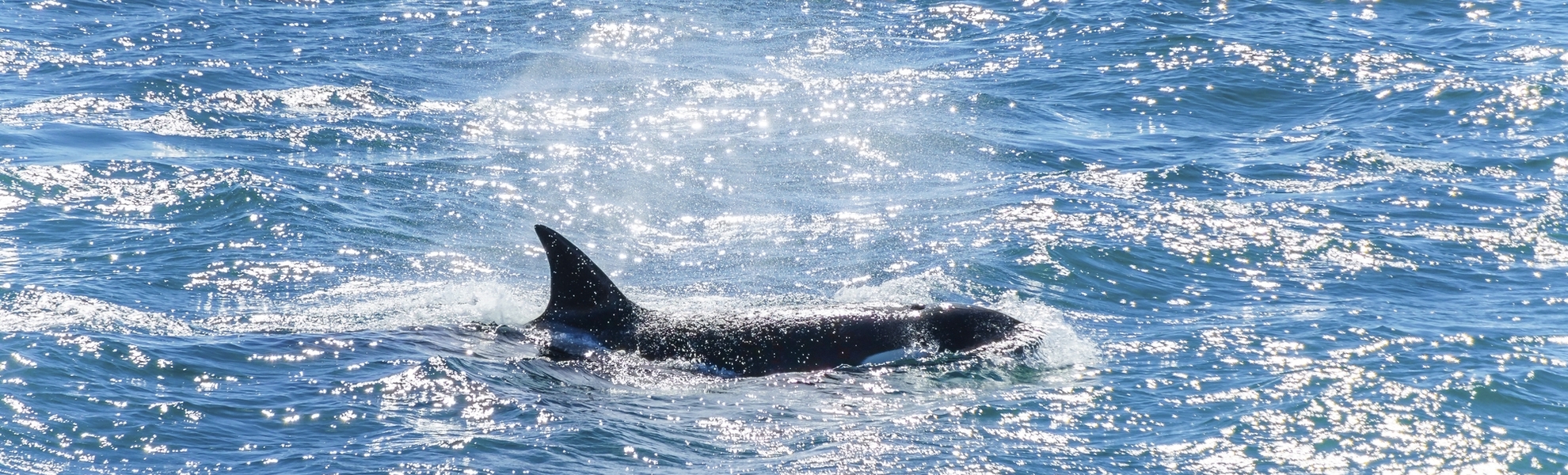 Wale vor Puerto Madryn